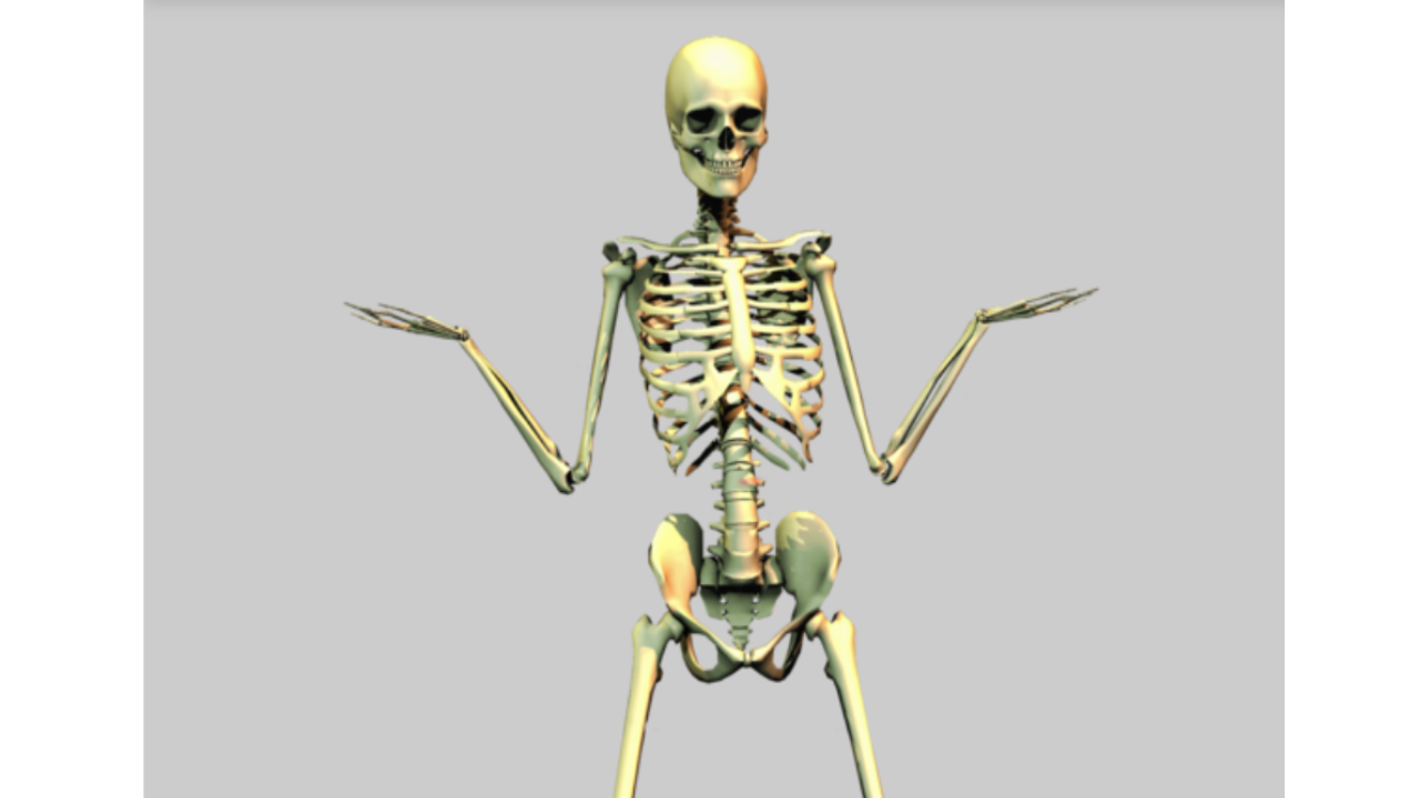 Human Skeletal System Quiz