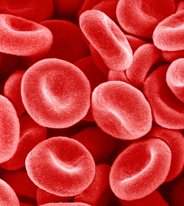 red blood cells