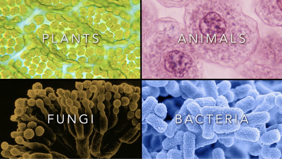 Science Learning Center Teaches the ABCs of DNA Science